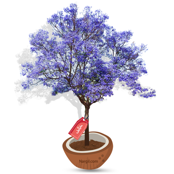  Nargil - empress tree